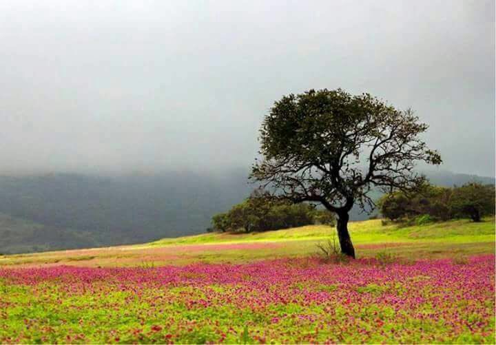 Kuch Khaas hai Kaas – Maharashtra’s Valley of&nbsp;Flowers