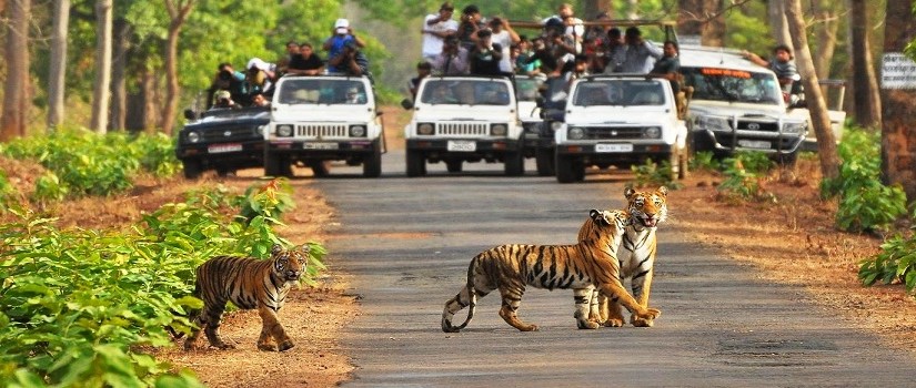 YP Original || Rules of the Jungle by&nbsp;Abhimanyu