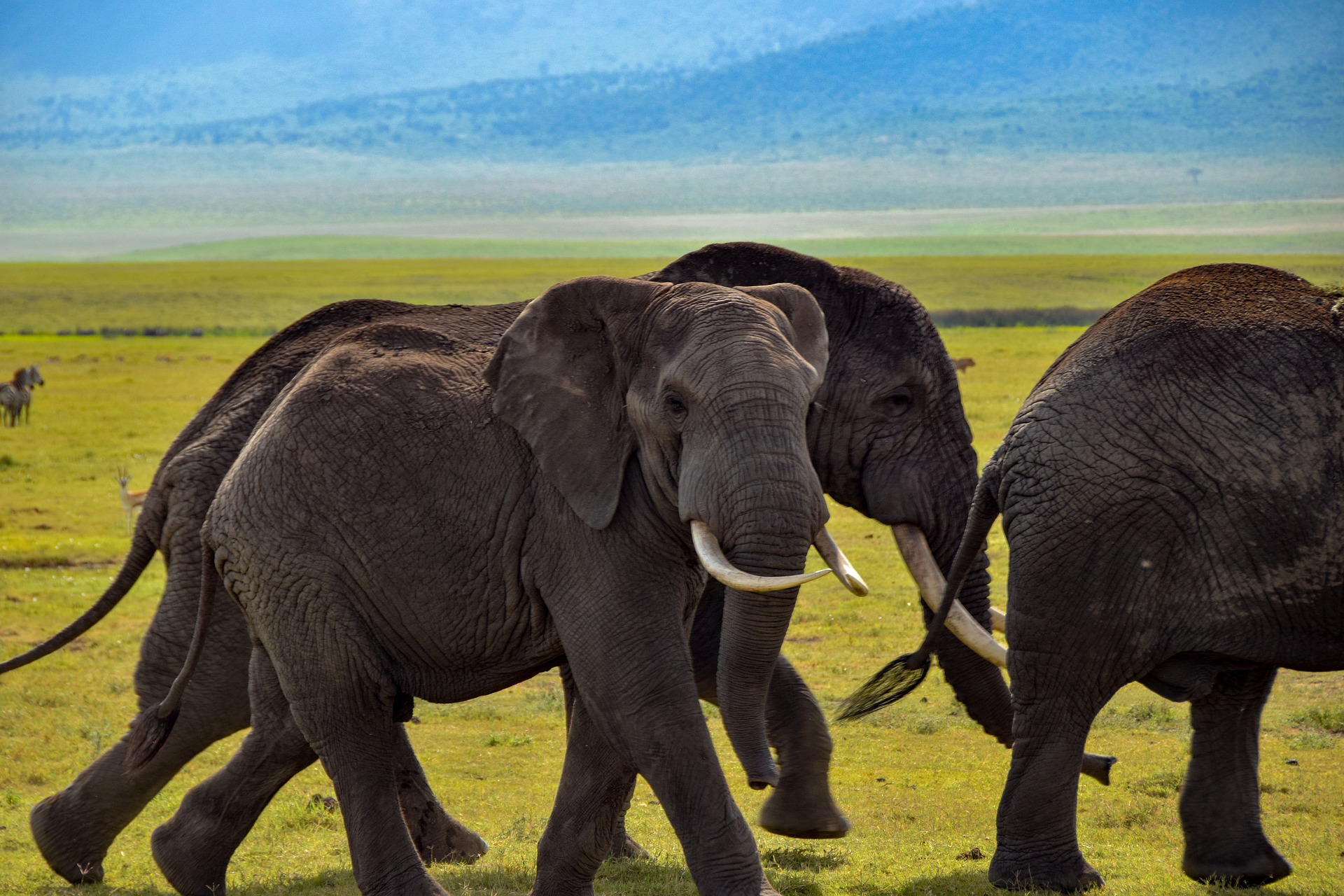 elephant-4389434_1920