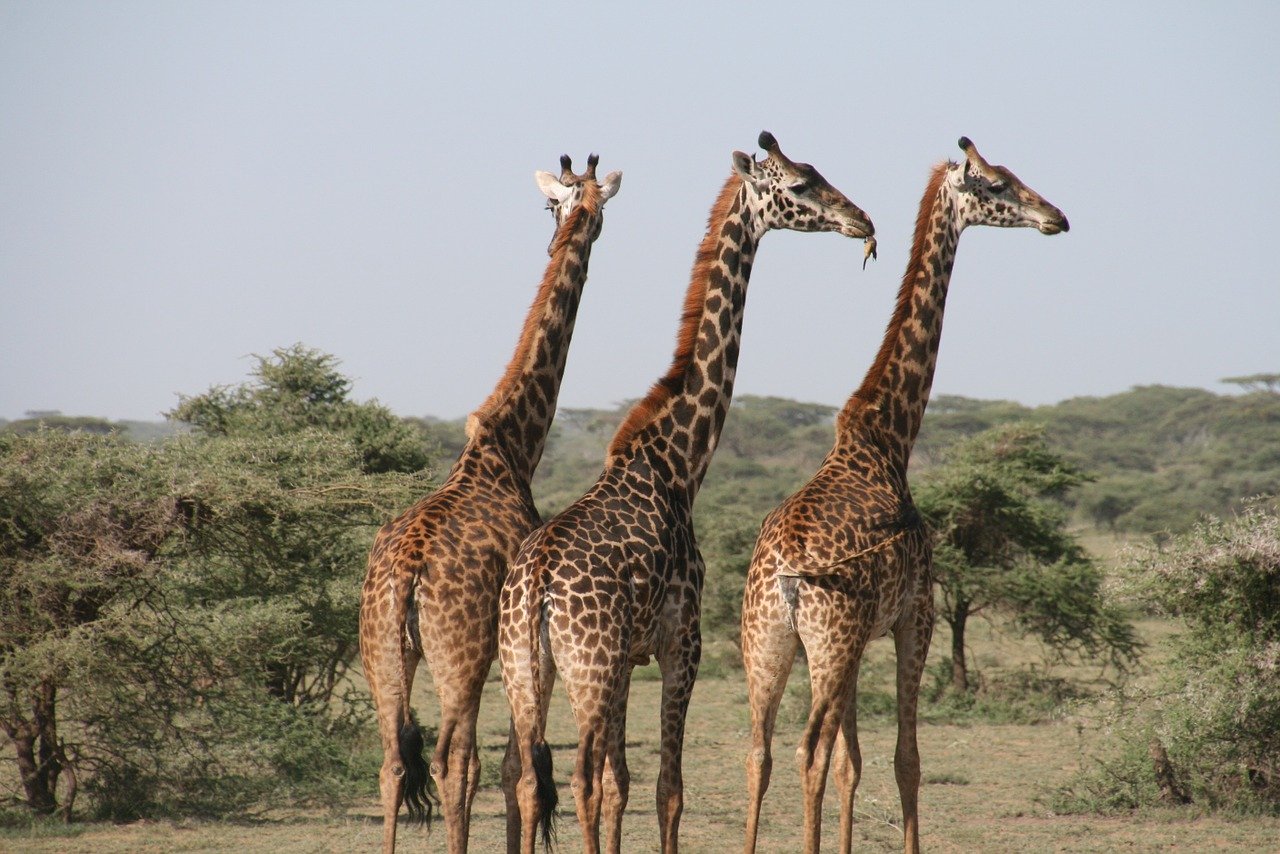 giraffe-1330814_1280