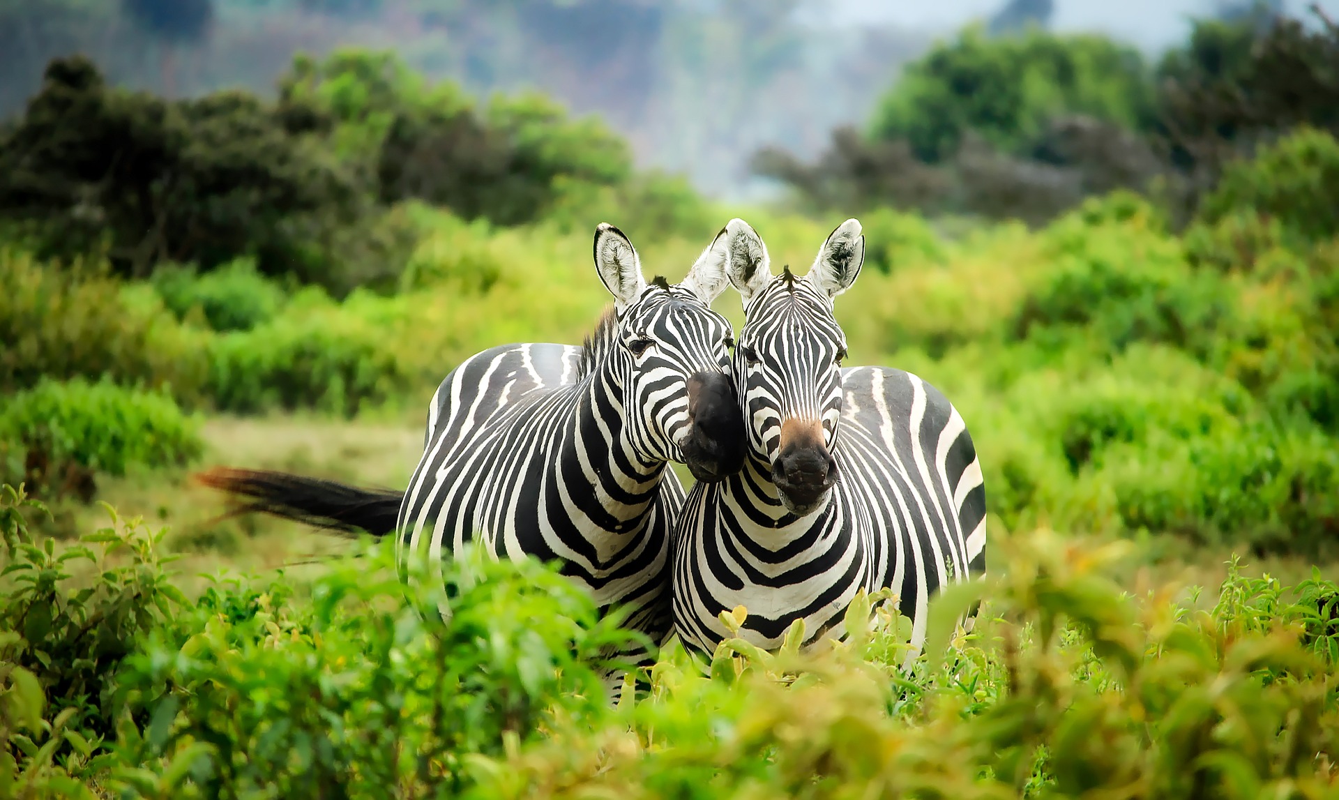 kenya-1883654_1920