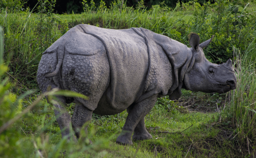 Part#3 – Unleashing Northeast India – Land of Lamas, Rains, Rhinos and Momos!! By&nbsp;Abhimanyu