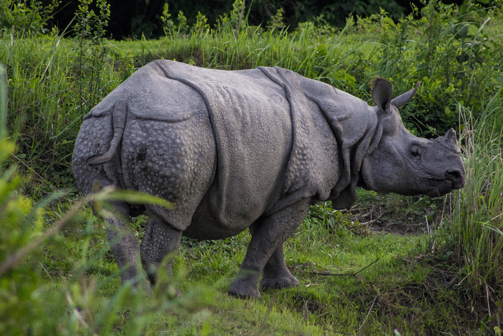 Part#3 – Unleashing Northeast India – Land of Lamas, Rains, Rhinos and Momos!! By&nbsp;Abhimanyu